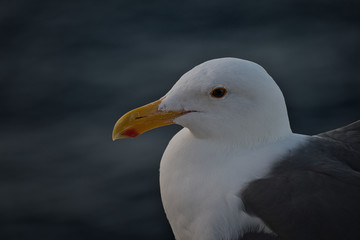 020-02-08 CLOSE UP OF A LONE SEAGULL IN LA JOLLA CALIFORNIA BY SAN DIEGO
