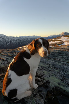 Cute Dutch Partridge Dog on hiking tour in Norway. Sunset  picture from Ekkertind mountain.