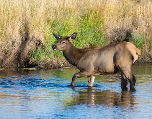 Elk Calf crossing a stream