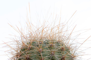 Closeup on cactus spines