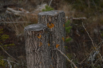 stump in the forest