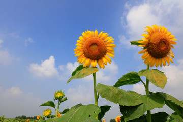 Sunflowers on a farm, China