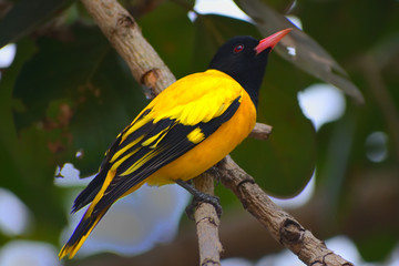 Birds in wild with natural beauty.....