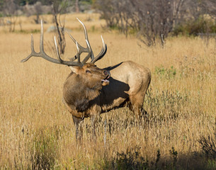 Bull Elk in the Rocky Mountains