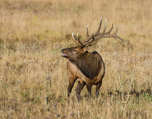 Bull Elk in the Rocky Mountains