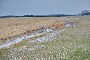 Sandhill Cranes along a stream near Long Point, Ontario, Canada.