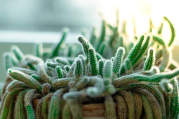 Small curly green cactus. Overgrown thin cactus in the pot