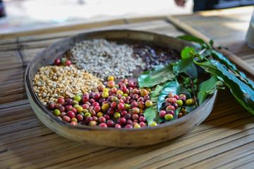 basket with Ripe coffee leaves