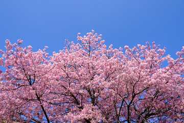 満開に咲いた立派な河津桜