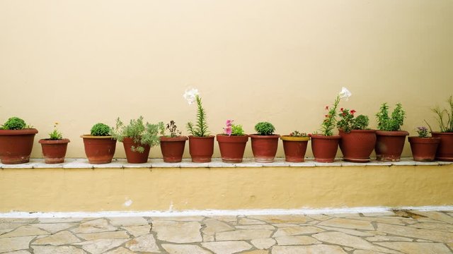 Fourteen clay flower pots with flowers standing along a beige wall. Greece. 4K