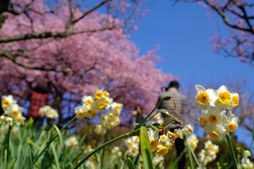 Obraz na płótnie Canvas 水仙と梅の花と河津桜の美