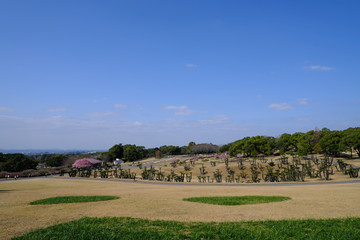 Fototapeta na wymiar のどかな吉野公園の風景