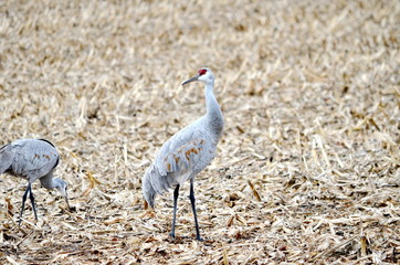 Sandhill Cranes in a corn field near Long Point, Ontario, Canada.