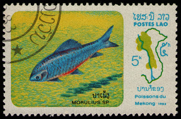 LAOS - CIRCA 1983: stamp 5 Laotian kip printed by Lao People's Democratic Republic, shows Labeo...