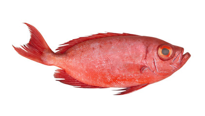 Red bigeye fish or red sea perch isolated on white, Priacanthus macracanthus