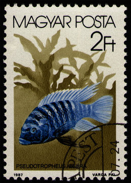 HUNGARY - CIRCA 1987: post stamp 2 Hungarian forint printed by Hungary, shows fish Zebra Mbuna (Pseudotropheus zebra), fish tank fauna, circa 1987