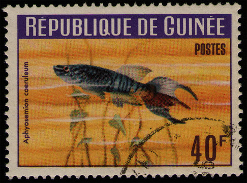 GUINEA - CIRCA 1964: post stamp 40 Guinean franc printed by Republic of Guinea, shows fish Blue Gularis (Aphyosemion caeruleum), african fauna, circa 1964