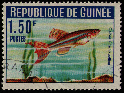GUINEA - CIRCA 1964: post stamp 1.50 Guinean franc printed by Republic of Guinea, shows fish Yellow Gularis (Aphyosemion gulare), african fauna, circa 1964