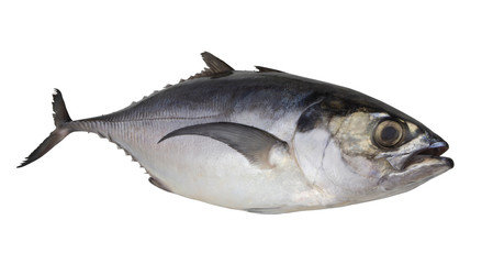 Pacific jack mackerel or Trachurus isolated on white background
