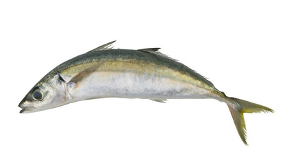 Round scad fish or mackerel scad isolated on white background, Decapterus 