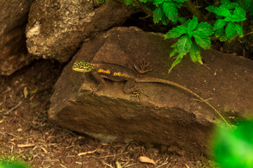 Lizard sitting on a stone 