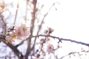 background of spring cherry blossoms tree. selective focus