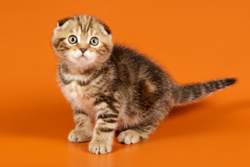 Obraz premium Studio photography of a scottish fold shorthair cat on colored backgrounds