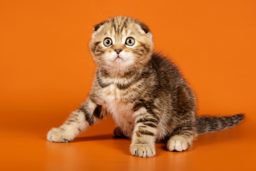 Obraz premium Studio photography of a scottish fold shorthair cat on colored backgrounds