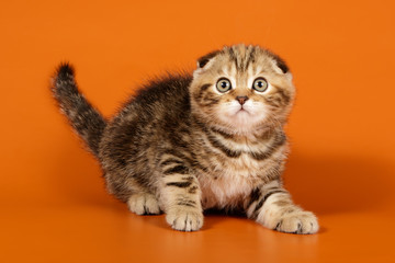 Studio photography of a scottish fold shorthair cat on colored backgrounds