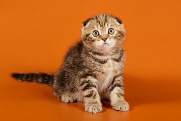 Fototapeta na wymiar Studio photography of a scottish fold shorthair cat on colored backgrounds