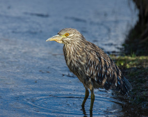 Immature Night Heron