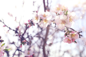 background of spring cherry blossoms tree. selective focus