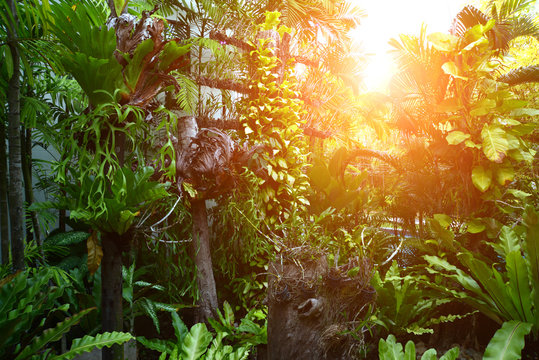 Plant herbs in coconuts pots hang on the wall.
