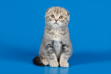 Naklejka na ściany i meble Studio photography of a scottish fold shorthair cat on colored backgrounds