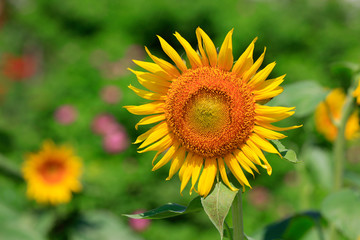 Fototapeta premium Sunflower flowers in a plantation