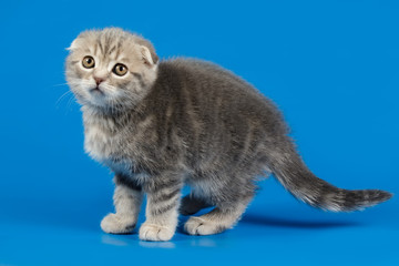 Obraz premium Studio photography of a scottish fold shorthair cat on colored backgrounds