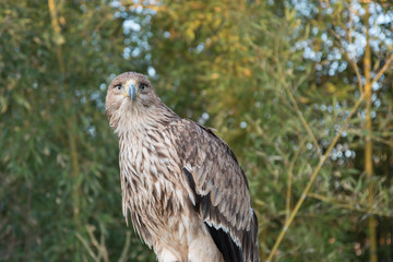 Black kite. Close-up portrait of a bird of prey.