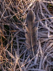 gray bird feather