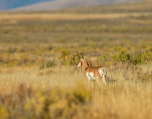 Pronghorn in evening light