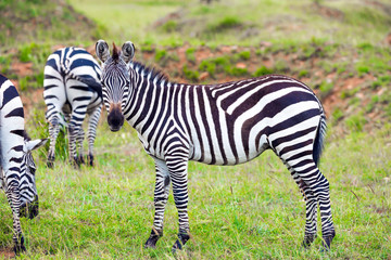 Fototapeta na wymiar Charming striped zebras graze