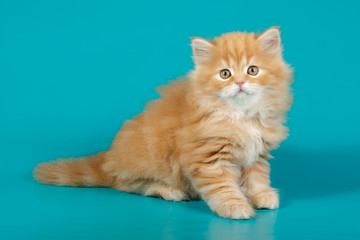Studio photography of a scottish straight longhair cat on colored backgrounds