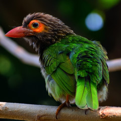 Birds in wild with natural beauty.....