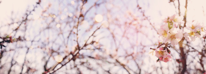 background of spring cherry blossoms tree. selective focus
