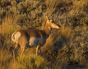 Pronghorn in evening light