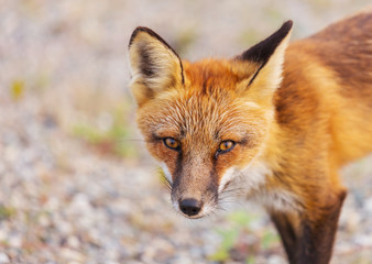 Fox