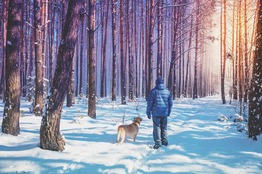 Man and dog are best friends. A man and a dog are walking along a road in a snowy forest on a winter sunny day