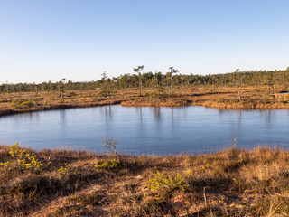 beautiful bog landscape at sunrise