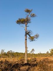 Fototapeta na wymiar mire pine fragments on a blurred background