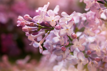 branch with soft purple and white lilac flowers
