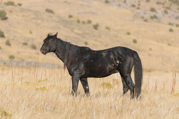 Wild Horse in Autumn in the Utah Desert